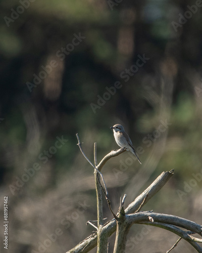 a young red backed shrike looking from a branch in the netherlands, sallandse heuvelrug photo