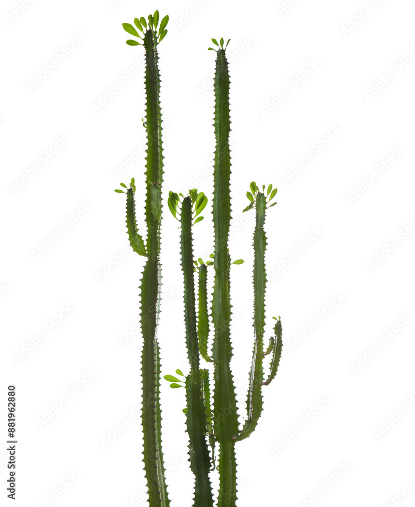 Naklejka premium Euphorbia trigona (African milk tree) isolated on white background