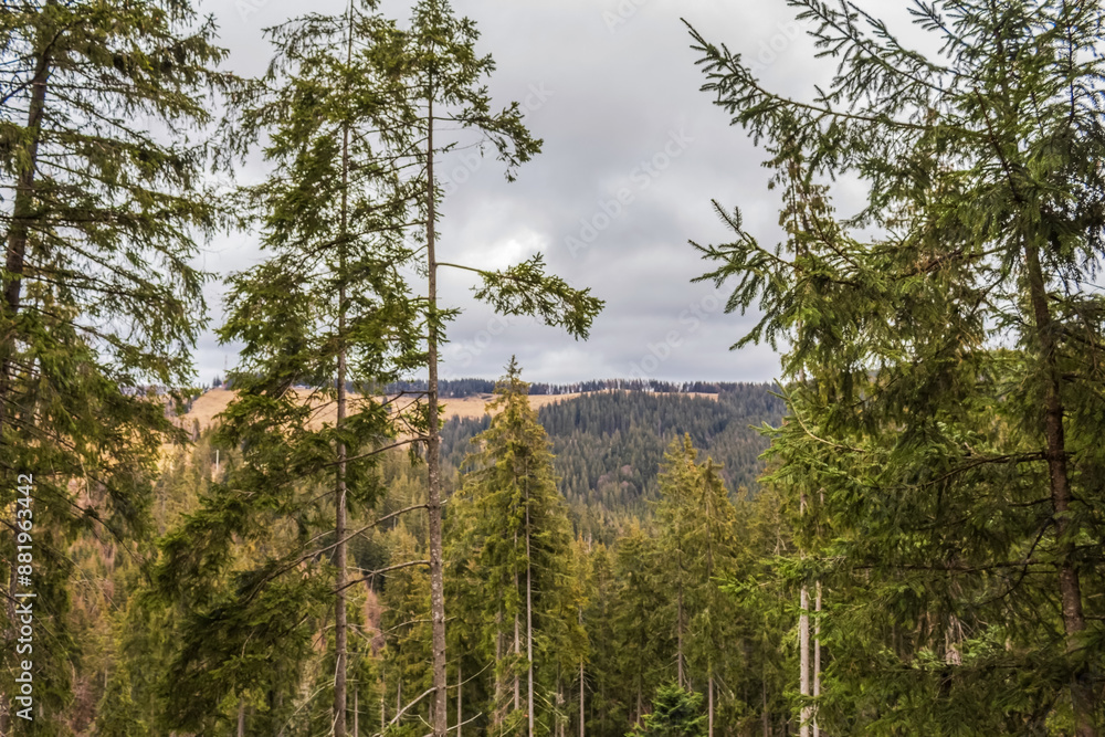 Fototapeta premium Landscapes - Forest - Europe, Romania, Suceava region