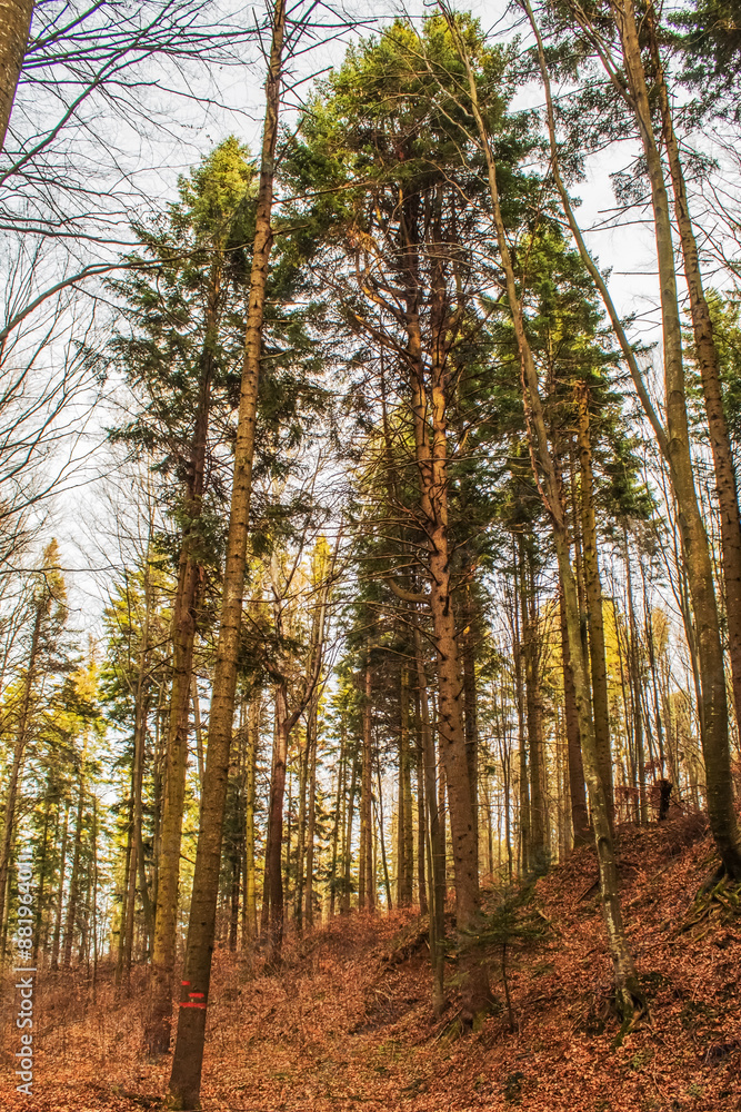 Landscapes - Forest - Europe, Romania, Suceava region Landscapes - Forest - Europe, Romania, Suceava region