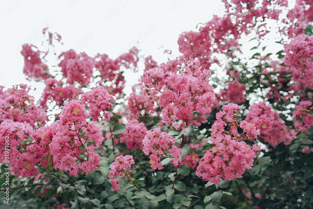 close up of pink crape myrtle flowers blooming beautifully close up of pink crape myrtle flowers blooming beautifully
