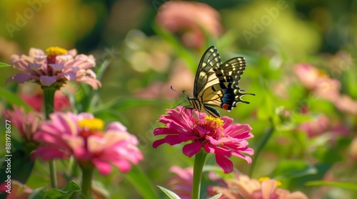 A lemon butterfly flies to the nectar of a pink zinnia. Papilo demonstrates. photo