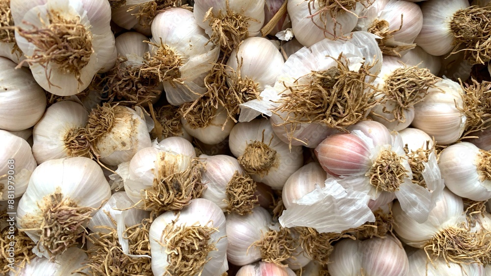 Fresh Garlic stacked in the field Fresh Garlic stacked in the field