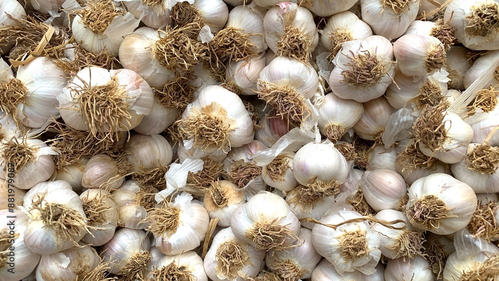 Fresh Garlic stacked in the field Fresh Garlic stacked in the field