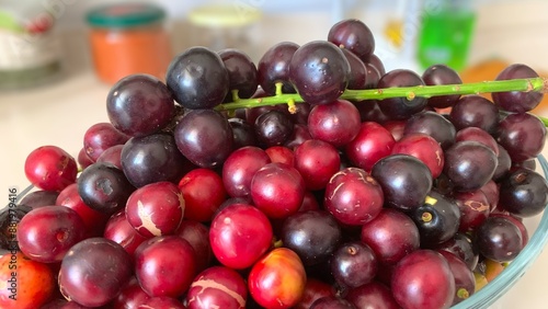 Prunus laurocerasus or Otto Luyken (kara yemis) fruits collected from nature