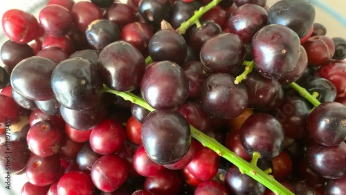 Prunus laurocerasus or Otto Luyken (kara yemis) fruits collected from nature photo