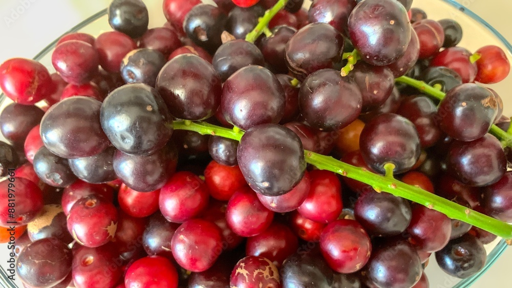 Prunus laurocerasus or Otto Luyken (kara yemis) fruits collected from nature Prunus laurocerasus or Otto Luyken (kara yemis) fruits collected from nature