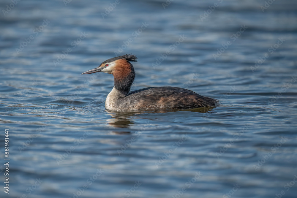 Great crested grebe close up on a lake Great crested grebe close up on a lake