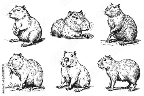 Sketch of a cute capybara. On a white background.