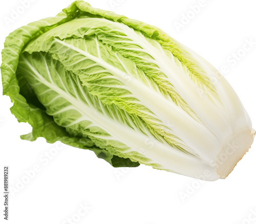 chinese cabbage,