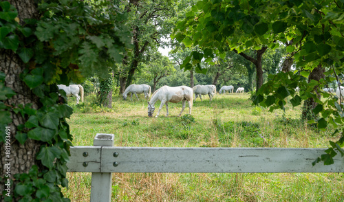 White horses on a meadow with many trees.