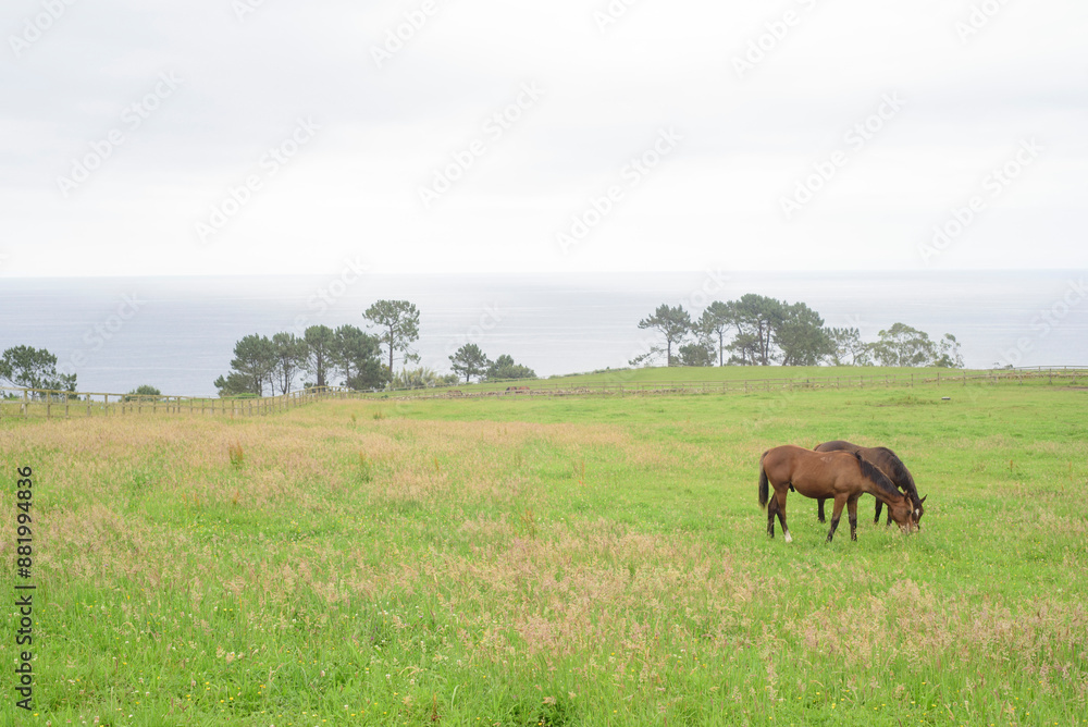 Caballos pastando en pradera junto al mar Caballos pastando en pradera junto al mar