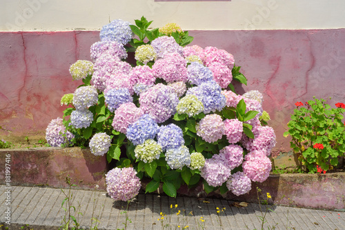 Arbusto de hortensias junto a casa de campo