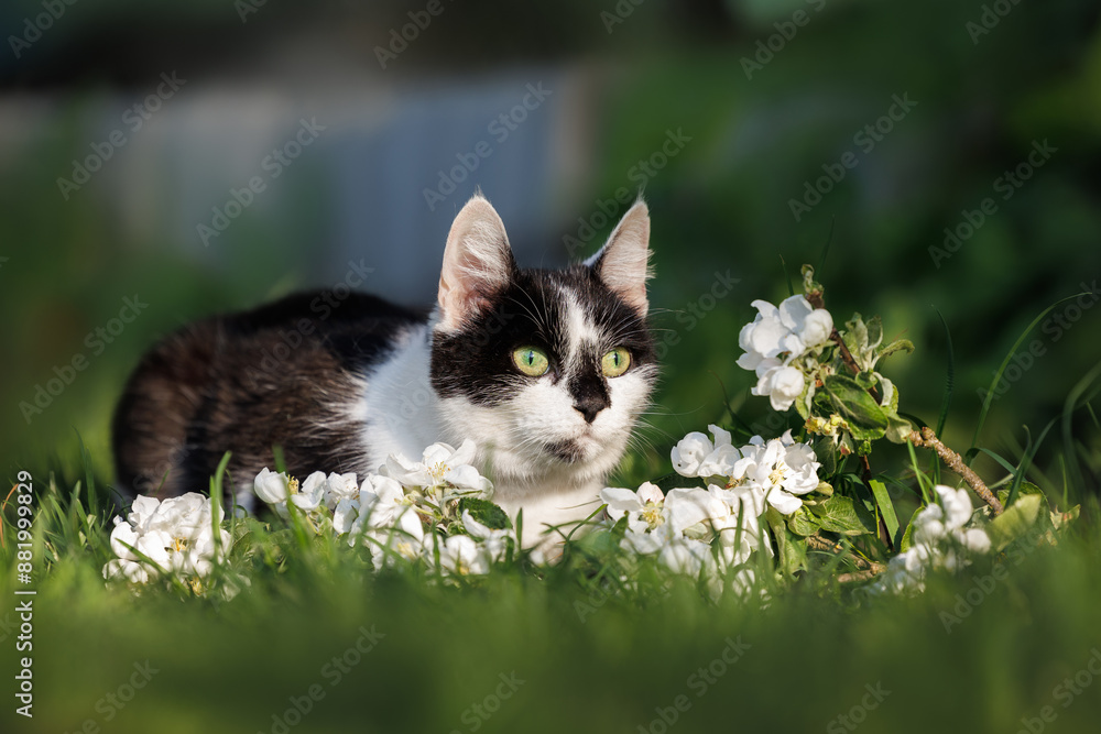 black and white cat lying outdoors on grass in summer with blooming apple tree branch black and white cat lying outdoors on grass in summer with blooming apple tree branch