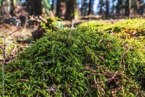 Macro - Forest - Europe, Romania, Suceava region