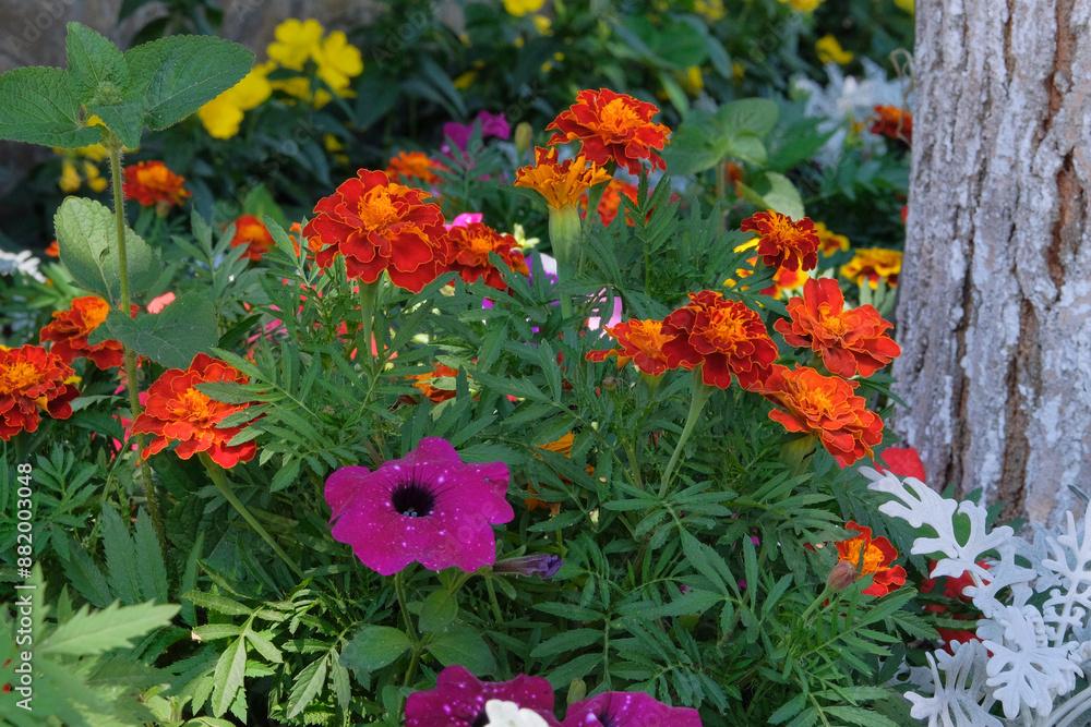 Marigold is growing in garden. Orange plants. Cultivated for its showy daisy. Flowerbed. Marigold is growing in garden. Orange plants. Cultivated for its showy daisy. Flowerbed.