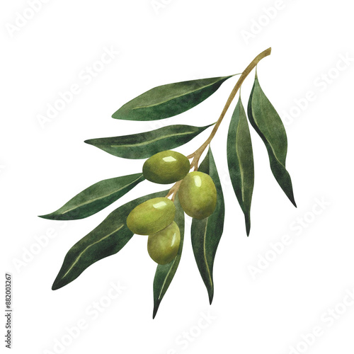 Wallpaper Mural Watercolor olive branch with leaves Botanical green illustration For olive oil logo wrapping paper wallpaper postcard poster print design decoration Italian plant Organic Natural Torontodigital.ca