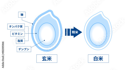 玄米と白米の構造図