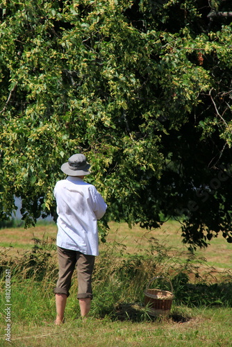 An unrecognizable woman in a hat and white shirt is picking linden flowers, rear view. Herbal tea drugs