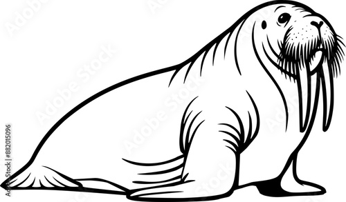 Isolated Walrus vector illustration 