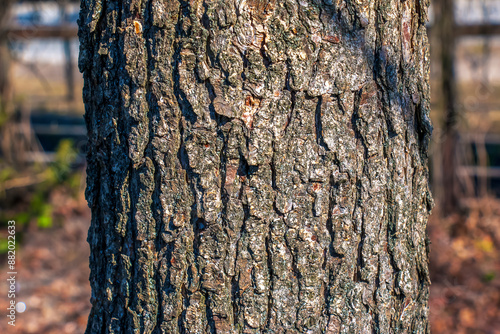 Turkish hazel bark background. Latin name Corylus colurna photo