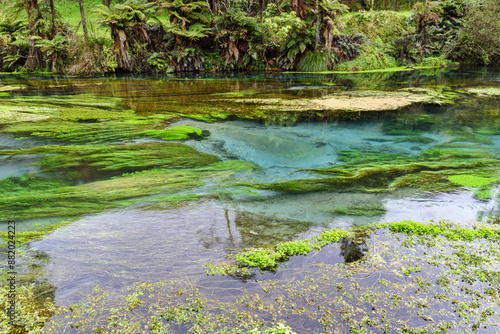 High angle and autumnal view of valley with water plant and fern at Blue Spring of Te Waihou Walkway near Putaruru, New Zealand 