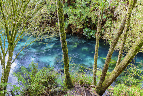 High angle and autumnal view valley with moss and fern at Blue Spring of Te Waihou Walkway near Putaruru, New Zealand
 photo