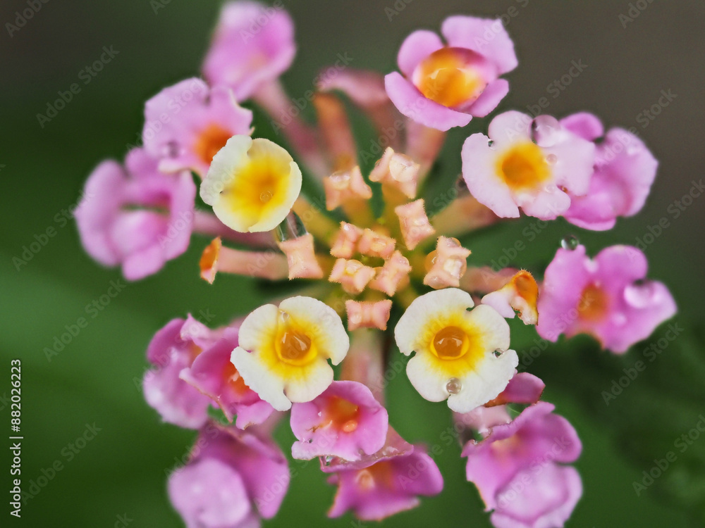 夏の雨の日の庭にある満開のランタナの花の風景 夏の雨の日の庭にある満開のランタナの花の風景