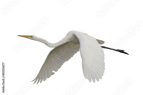 Photos Beautiful Eastern great egret flying isolated on transparent background png file