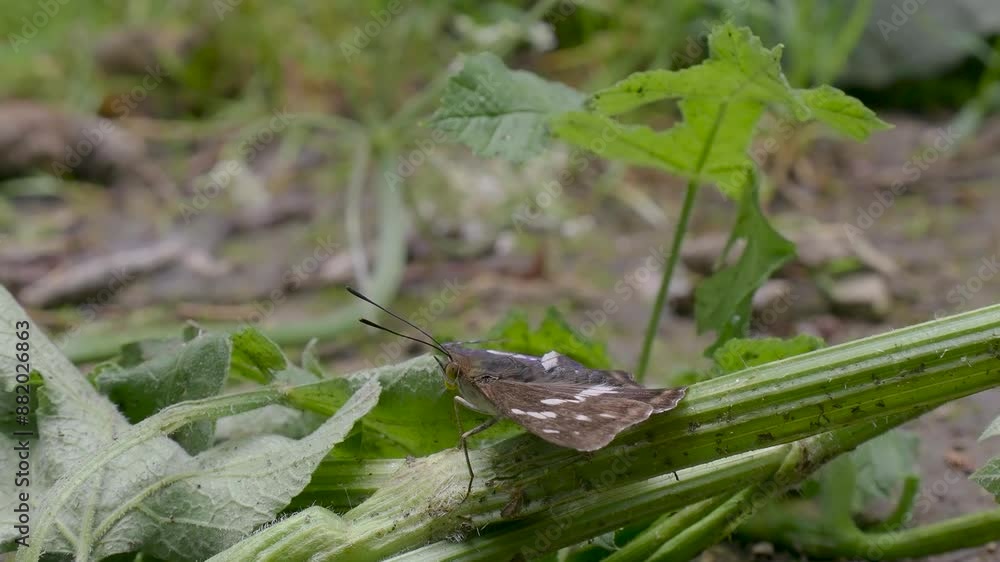 Purple Emperor Butterfly on the Ground Purple Emperor Butterfly on the Ground
