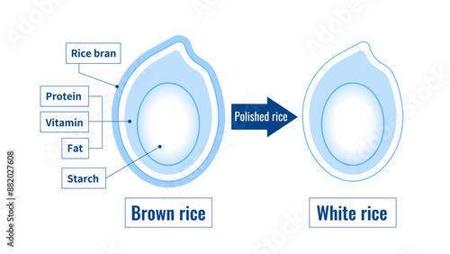 Diagram of brown rice and white rice structure