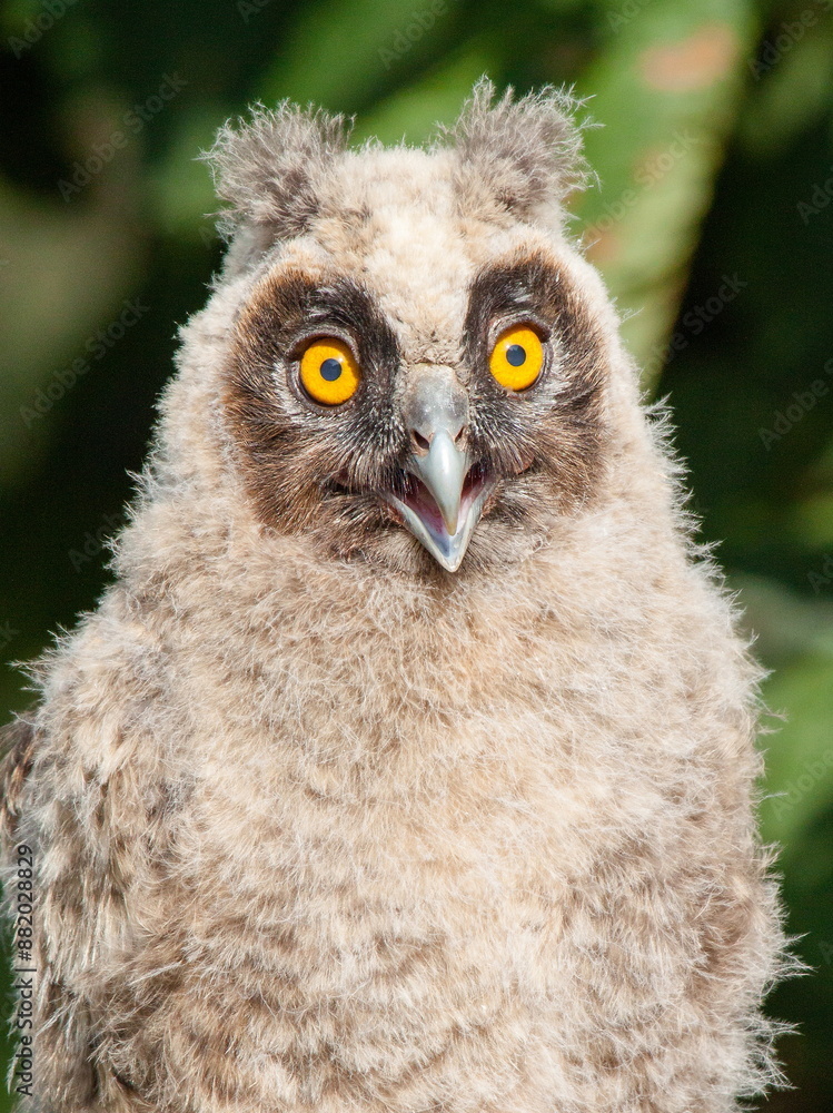 great horned owl great horned owl
