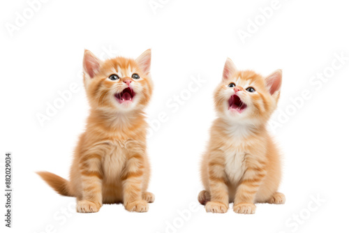 Orange cats show a playful, cheerful mood, conveying cuteness. Isolated on white background