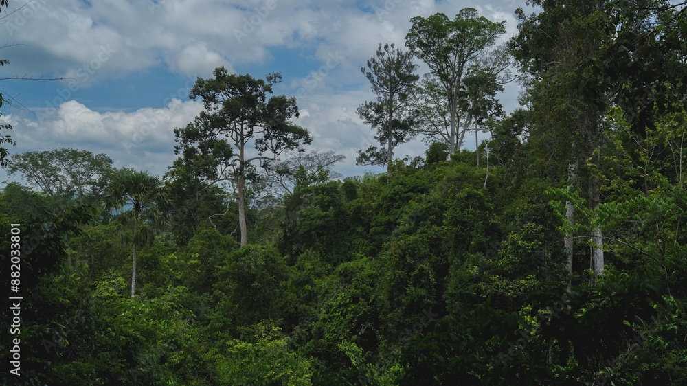 Concept of Earth day, rainforest tropical wild canopy and aerial view background, foliage scenery, hill top wallpaper, sustainability and conservation banner cover, ecology and biodiversity. Concept of Earth day, rainforest tropical wild canopy and aerial view background, foliage scenery, hill top wallpaper, sustainability and conservation banner cover, ecology and biodiversity.