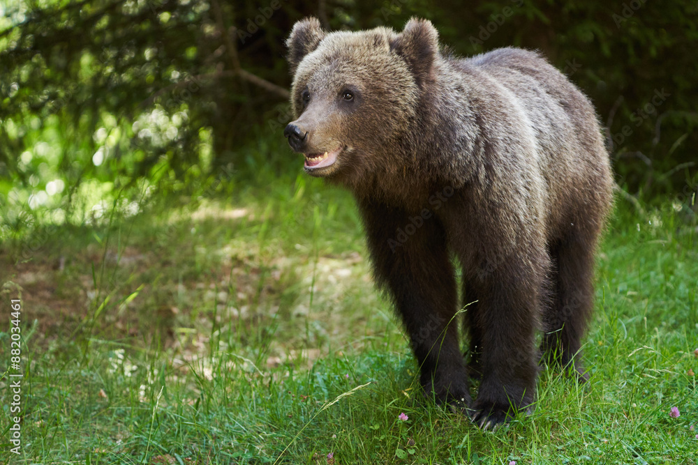 Brown bear on the side of the road Brown bear on the side of the road