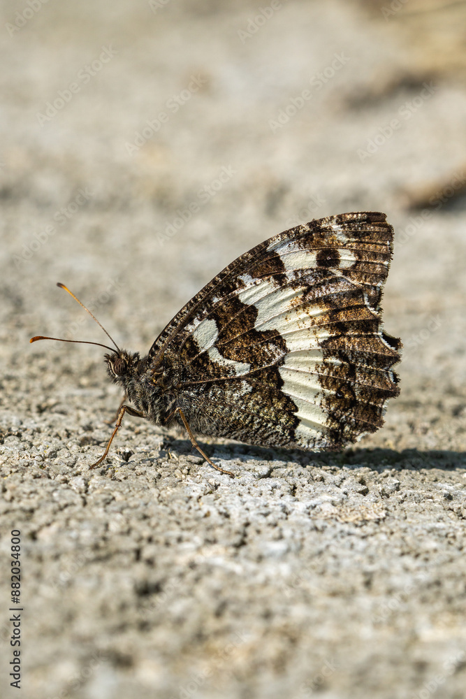 Fototapeta premium Close up of great banded grayling butterfly (Brintesia circe)