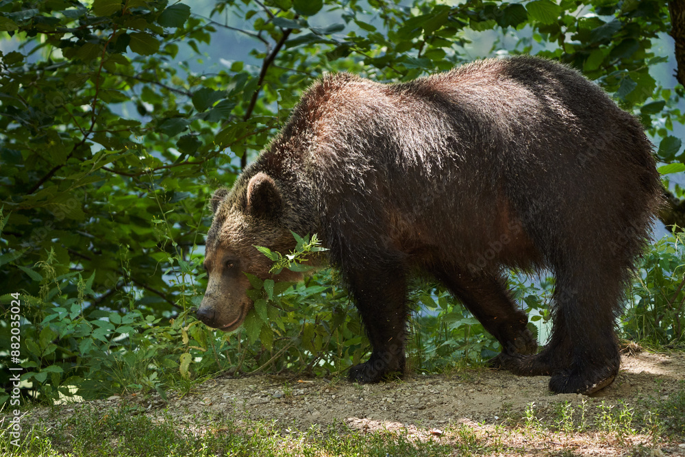 Brown bear on the side of the road Brown bear on the side of the road