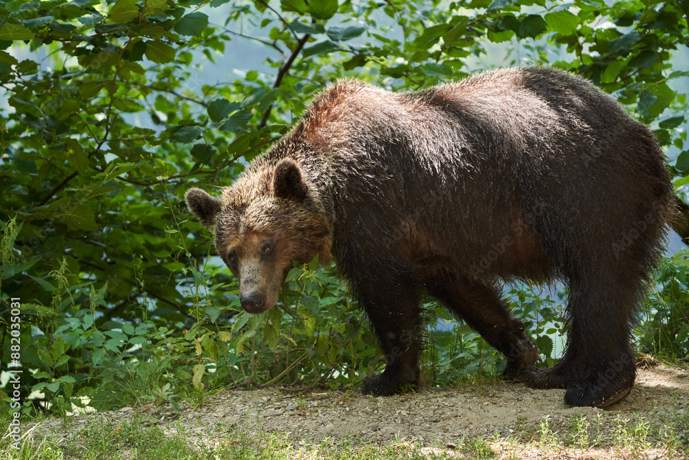 Brown bear on the side of the road Brown bear on the side of the road
