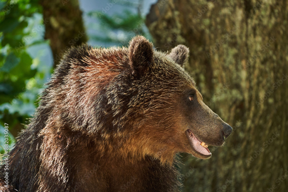 Fototapeta premium Brown bear on the side of the road