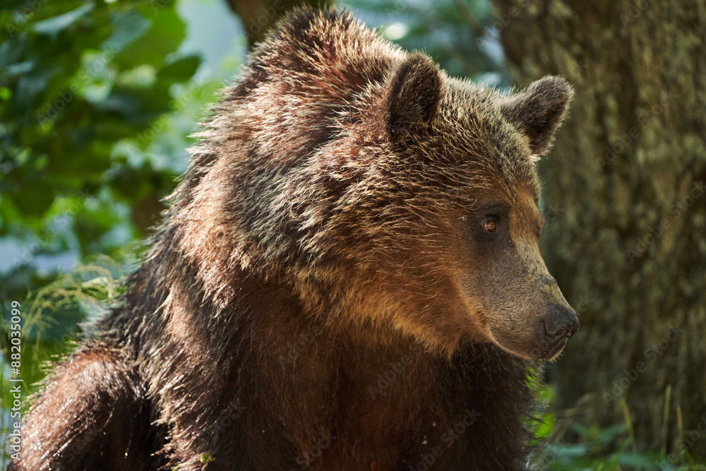 Fototapeta premium Brown bear on the side of the road