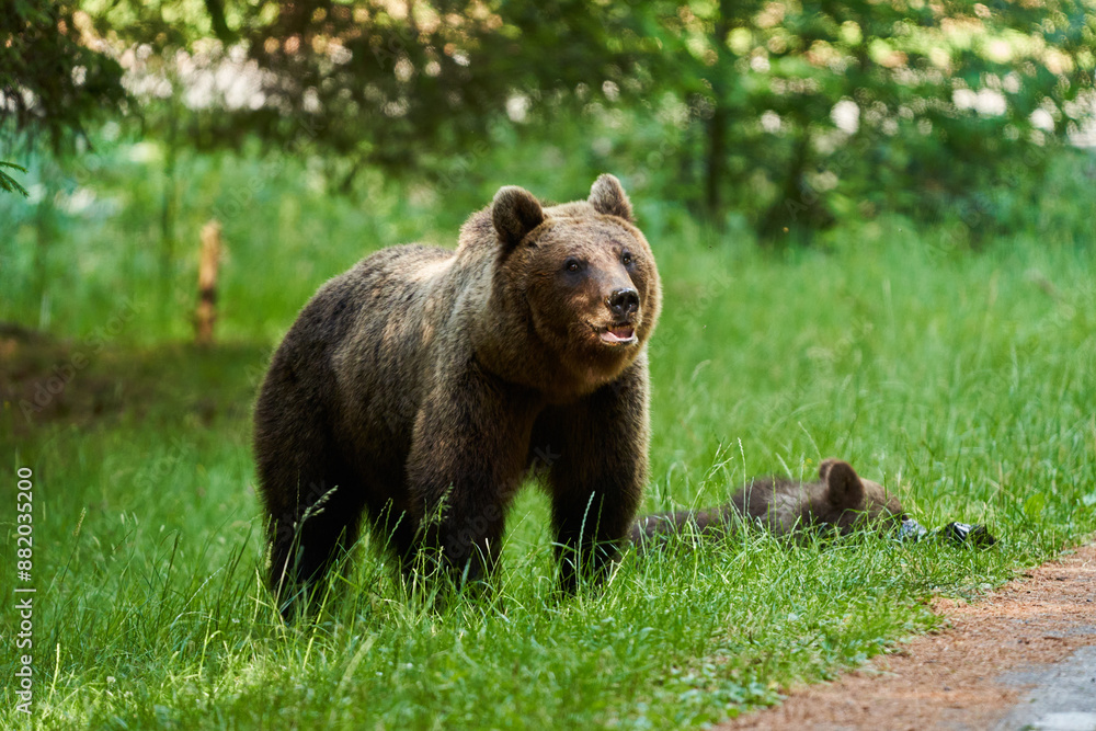 Brown bear on the side of the road Brown bear on the side of the road