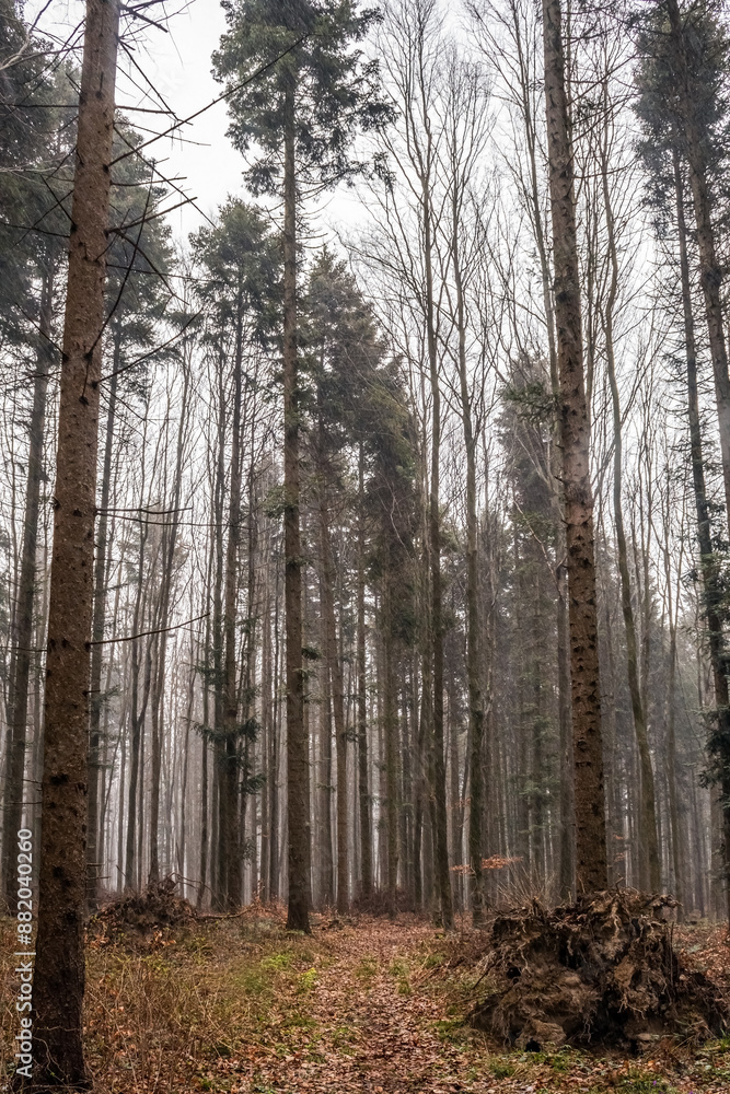 Fototapeta premium Macro - Forest - Europe, Romania, Suceava region