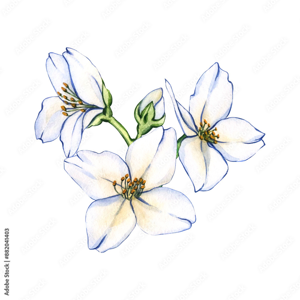 Obraz premium Bouquet of jasmine flowers. Watercolor illustration White flower with green leaves. Design for cosmetic product, tea, perfume, essential oil