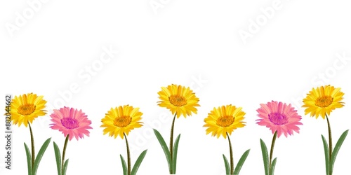 Foto A background of yellow daisy, Barberton Transvaal daisy or gerbera, cocept of springtime and floral pattern art, chamomile handwriting, romantic design cute banner with copy space, meadow watercolor