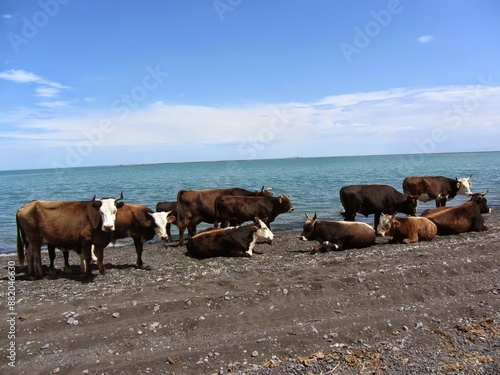Wallpaper Mural cows on the beach Torontodigital.ca