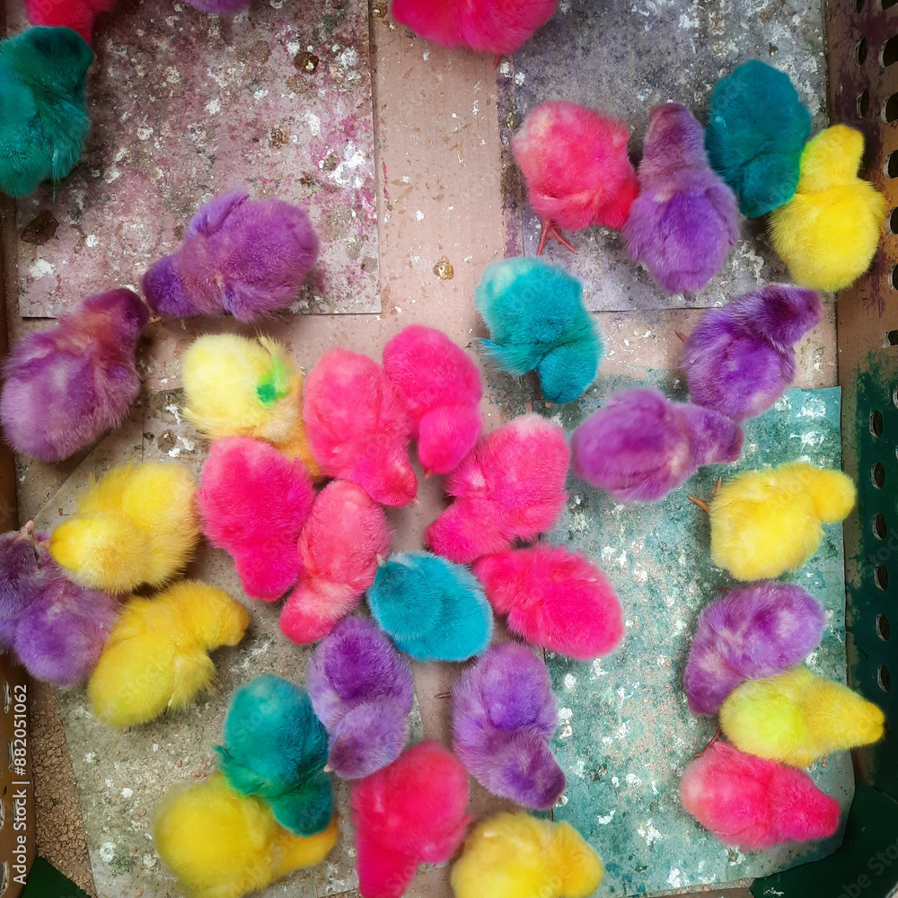 Photo of the Flock of the Cute Little Chicken with Synthetic Color on Feather. Location in Yogyakarta, Indonesia Photo of the Flock of the Cute Little Chicken with Synthetic Color on Feather. Location in Yogyakarta, Indonesia