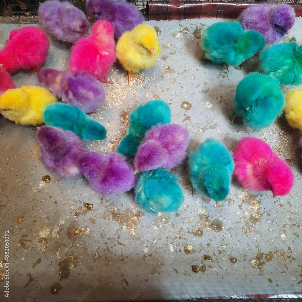 Photo of the Flock of the Cute Little Chicken with Synthetic Color on Feather. Location in Yogyakarta, Indonesia Photo of the Flock of the Cute Little Chicken with Synthetic Color on Feather. Location in Yogyakarta, Indonesia