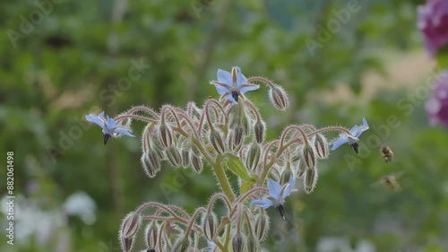 bees collecting nectar on blue borage flowers