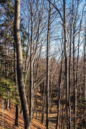 Landscapes - Forest - Europe, Romania, Suceava region