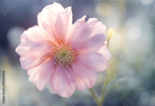 watercolor elegant flower abstract white pattern texture three-dimensional black square design code symbol